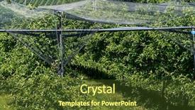  Presentation with hail - Cool new slide deck with hail nets to protect orchards backdrop and a tawny brown colored foreground