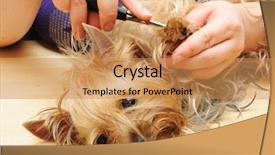  Presentation with sydney getting around - Presentation with hair cut at the groomer background and a coral colored foreground