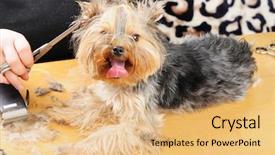  Presentation with cut - Slides consisting of hair cut at the groomer background and a yellow colored foreground