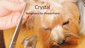  Presentation with cut - PPT theme consisting of hair cut at the groomer background and a lemonade colored foreground