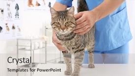  Presentation with chinese medicine clinic - Presentation design consisting of hair examination - veterinarian examining cat in clinic background and a soft green colored foreground