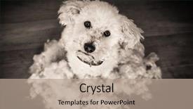  Presentation with grooming dog - Cool new slide deck with haircut bichon frise dog fur backdrop and a coral colored foreground