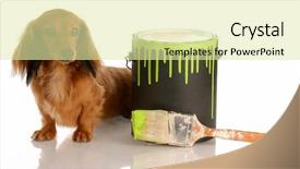  Presentation with dachshund - Colorful slides enhanced with haired dachshund sitting beside paint backdrop and a  colored foreground
