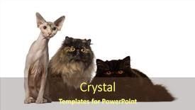  Presentation with cats - Presentation design having hairless and furry cats staring background and a tawny brown colored foreground