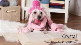  Presentation with chinese - PPT theme enhanced with hairless-chinese-crested-dog background and a coral colored foreground