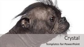  Presentation with dog - Beautiful slides featuring hairless dog mix between french backdrop and a  colored foreground