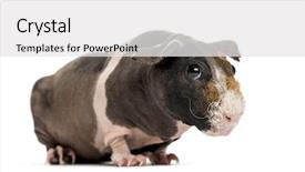  Presentation with guinea pig - Colorful presentation theme enhanced with hairless guinea pig isolated on white backdrop and a white colored foreground