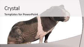  Presentation with guinea pig - Audience pleasing presentation design consisting of hairless guinea pig isolated on white backdrop and a white colored foreground