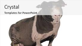  Presentation with guinea pig - Colorful presentation design enhanced with hairless guinea pig isolated on white backdrop and a white colored foreground