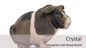  Presentation with guinea pig - Slide set having hairless guinea pig isolated on white background and a light gray colored foreground