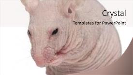  Presentation with white house - Theme having hairless house mouse mus musculus background and a soft green colored foreground