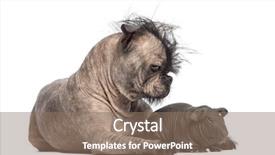  Presentation with guinea pig - Colorful slide set enhanced with bulldog and a chinese crested backdrop and a violet colored foreground