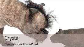  Presentation with guinea pig - Amazing presentation theme having sniffing a hairless guinea pig backdrop and a light gray colored foreground