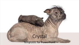  Presentation with guinea pig - Audience pleasing PPT theme consisting of hairless guinea pig lying backdrop and a coral colored foreground