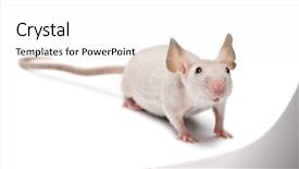  Presentation with animal - PPT layouts enhanced with hairless mouse mus musculus portrait background and a white colored foreground