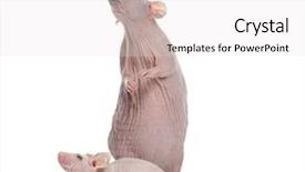  Presentation with white rat - Presentation design with hairless rat and hairless house background and a white colored foreground