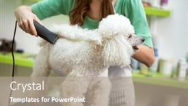  Presentation with pet grooming - Presentation design enhanced with hairstyle-on-white-poodle background and a coral colored foreground