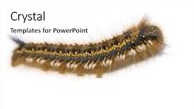  Presentation with caterpillar - Colorful PPT theme enhanced with worm maggots - hairy caterpillar in front backdrop and a white colored foreground
