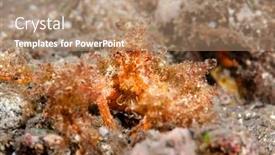  Presentation with crab - Colorful slide set enhanced with hairy-decorator-crab-sits-motionless backdrop and a coral colored foreground
