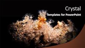  Presentation with crab - Colorful slide set enhanced with hairy-decorator-crab-sits-motionless backdrop and a black colored foreground