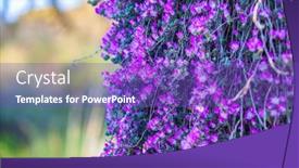  Presentation with dew - Presentation theme consisting of hairy-dew-flower-in-park background and a violet colored foreground