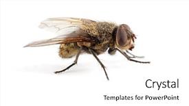  Presentation with white house - Colorful slide deck enhanced with hairy house fly on white backdrop and a white colored foreground