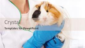  Presentation with guinea pig - Presentation consisting of hairy peruvian guinea pig in great veterinarian clinic close up background and a lemonade colored foreground