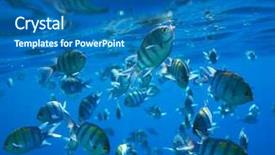  Presentation with fishing plastics bottles in the sea - Slide set consisting of haiti - coral fish in red sea background and a ocean colored foreground