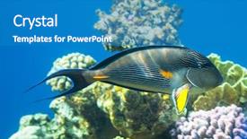  Presentation with aquaculture full of sea fish - Amazing slide set having haiti - coral fish in red sea backdrop and a teal colored foreground