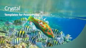  Presentation with sea coral - Slides having haiti - coral fish in red sea background and a teal colored foreground