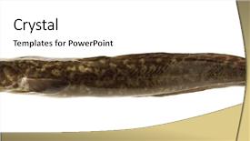  Presentation with freshwater fish - Presentation design having haking - camouflaged freshwater fish burbot isolated background and a  colored foreground