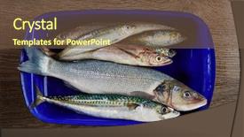  Presentation with fishes - Theme enhanced with haking - fresh fishes mix hake seabass background and a tawny brown colored foreground