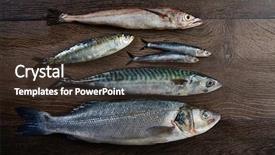  Presentation with top view of fresh fish - Presentation theme enhanced with haking - fresh fishes mix hake seabass background and a tawny brown colored foreground