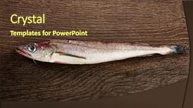  Presentation with top view of fresh fish - Presentation theme featuring haking - hake fish on side view background and a  colored foreground