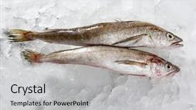 Presentation with ice - Presentation theme enhanced with haking - hake fish on white ice background and a light gray colored foreground