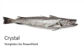  Presentation with top view of fresh fish - Cool new PPT theme with haking - single fresh hake fish backdrop and a white colored foreground