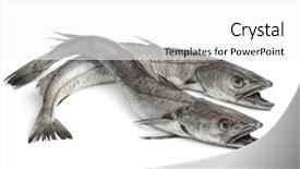  Presentation with fishes - Slide set enhanced with haking - two hake fishes on white background and a white colored foreground