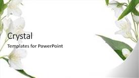  Presentation with white flowers - Presentation design enhanced with half frame of jasmin branch with flowers isolated on white background background and a white colored foreground