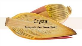  Presentation with maroon - Audience pleasing theme consisting of half isolated on white backdrop and a yellow colored foreground