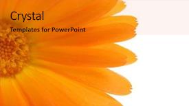  Presentation with orange - Amazing theme having half-orange-flower-isolated backdrop and a gold colored foreground