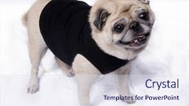  Presentation with halitosis - Presentation theme enhanced with halitosis - fawn pug wearing a fshionable background and a sky blue colored foreground