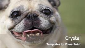  Presentation with halitosis - Audience pleasing slide set consisting of halitosis - smiling fawn pug backdrop and a gray colored foreground