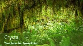  Presentation with rainforest - Colorful slides enhanced with hall-of-mosses backdrop and a tawny brown colored foreground