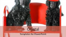  Presentation with poodle - Slide deck enhanced with halloween heart - dog couple - two standard background and a red colored foreground