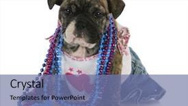  Presentation with puppy english cocker spaniel - Presentation having halloween heart - female puppy - english bulldog background and a ocean colored foreground