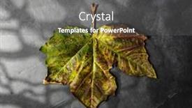  Presentation with dry forest - Slides having halloween-minimal-concept-with-dry background and a gray colored foreground