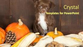  Presentation with old dog - Beautiful presentation featuring halloween picture of a three months old chihuahua puppy dog with pumpkins backdrop and a tawny brown colored foreground