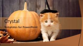  Presentation with black jack - Amazing slide deck having halloween pumpkin jack-o-lantern backdrop and a yellow colored foreground