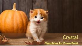 Presentation with black jack - Theme consisting of halloween-pumpkin-jack-o-lantern background and a tawny brown colored foreground