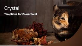  Presentation with black jack - Presentation design having halloween-pumpkin-jack-o-lantern background and a tawny brown colored foreground